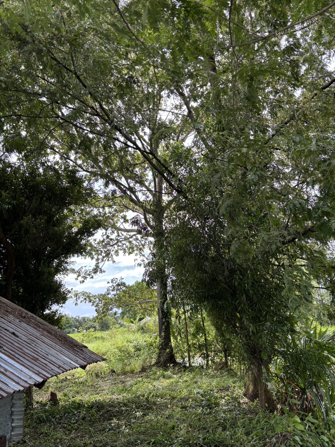 forest image
