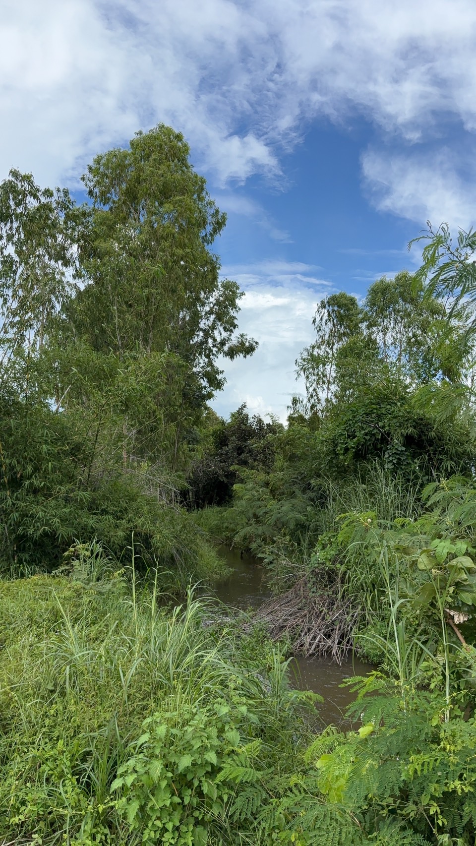 forest image