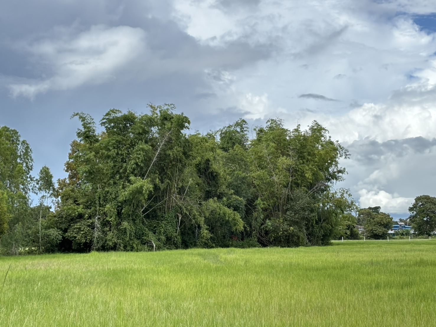 forest image