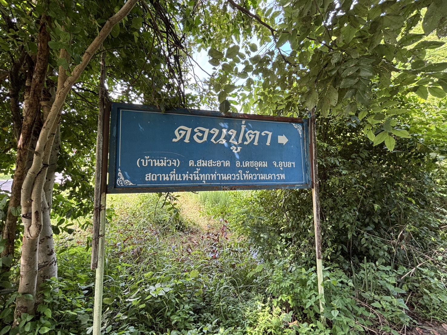 forest image