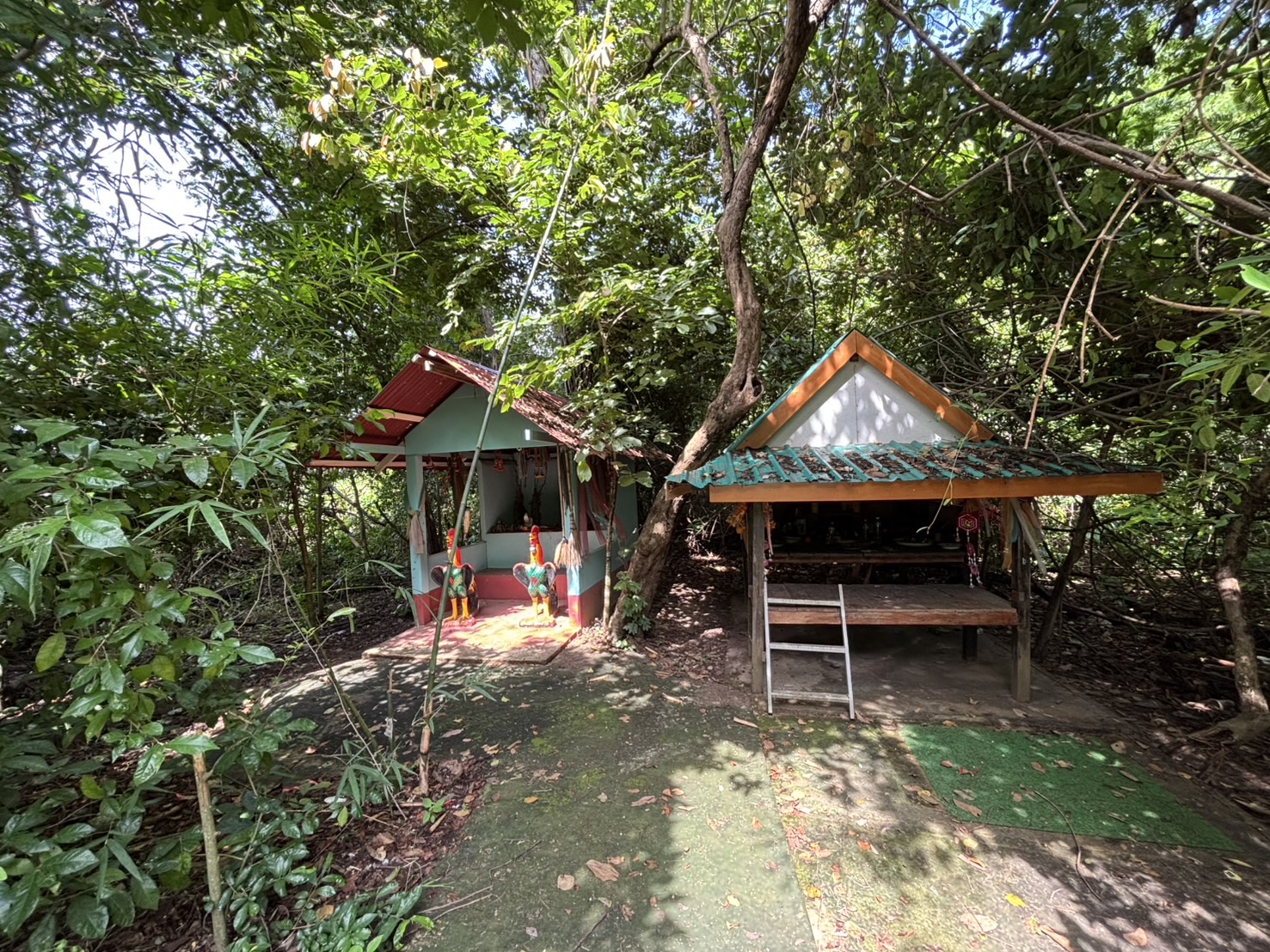 forest image