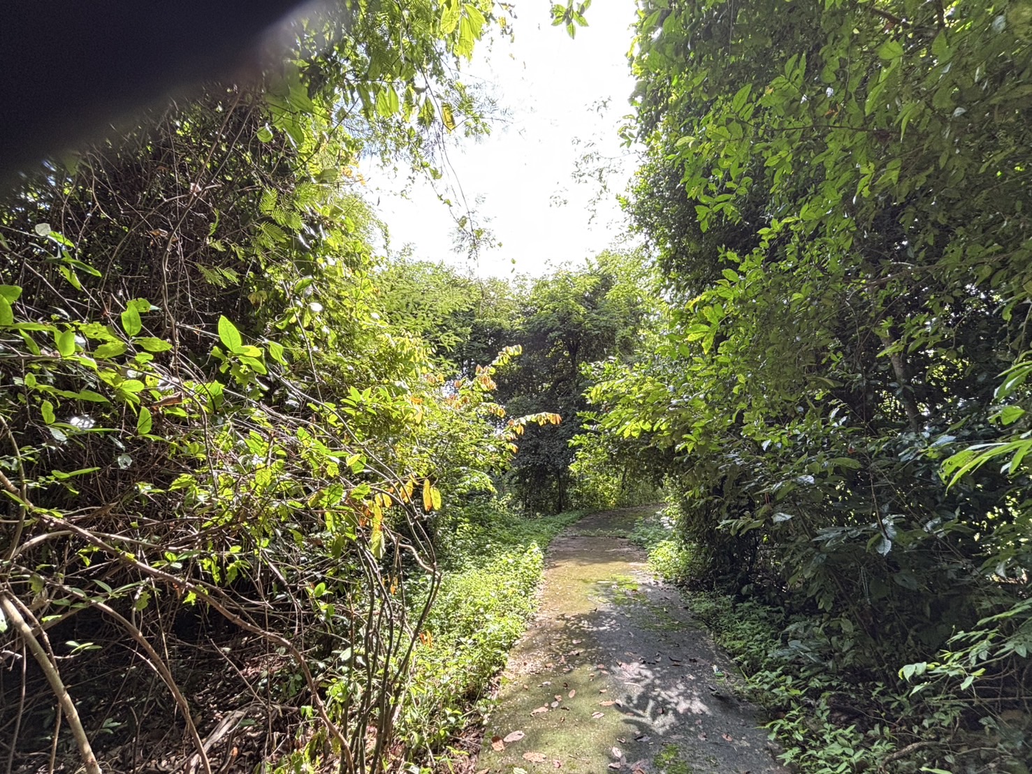 forest image