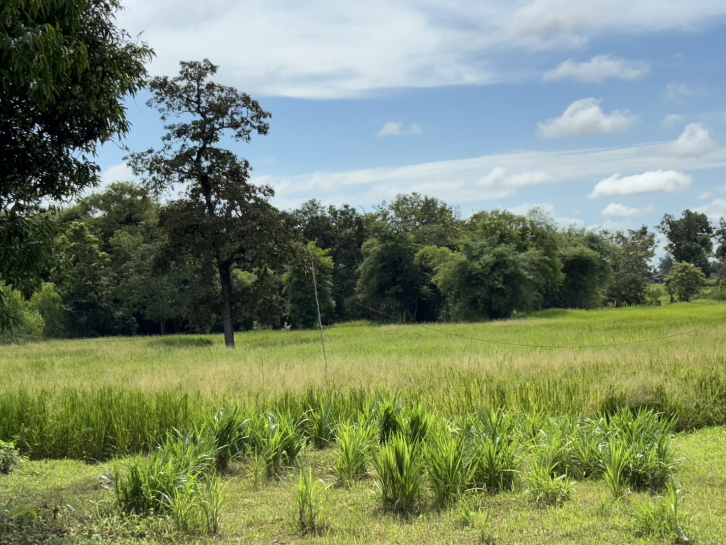 forest image