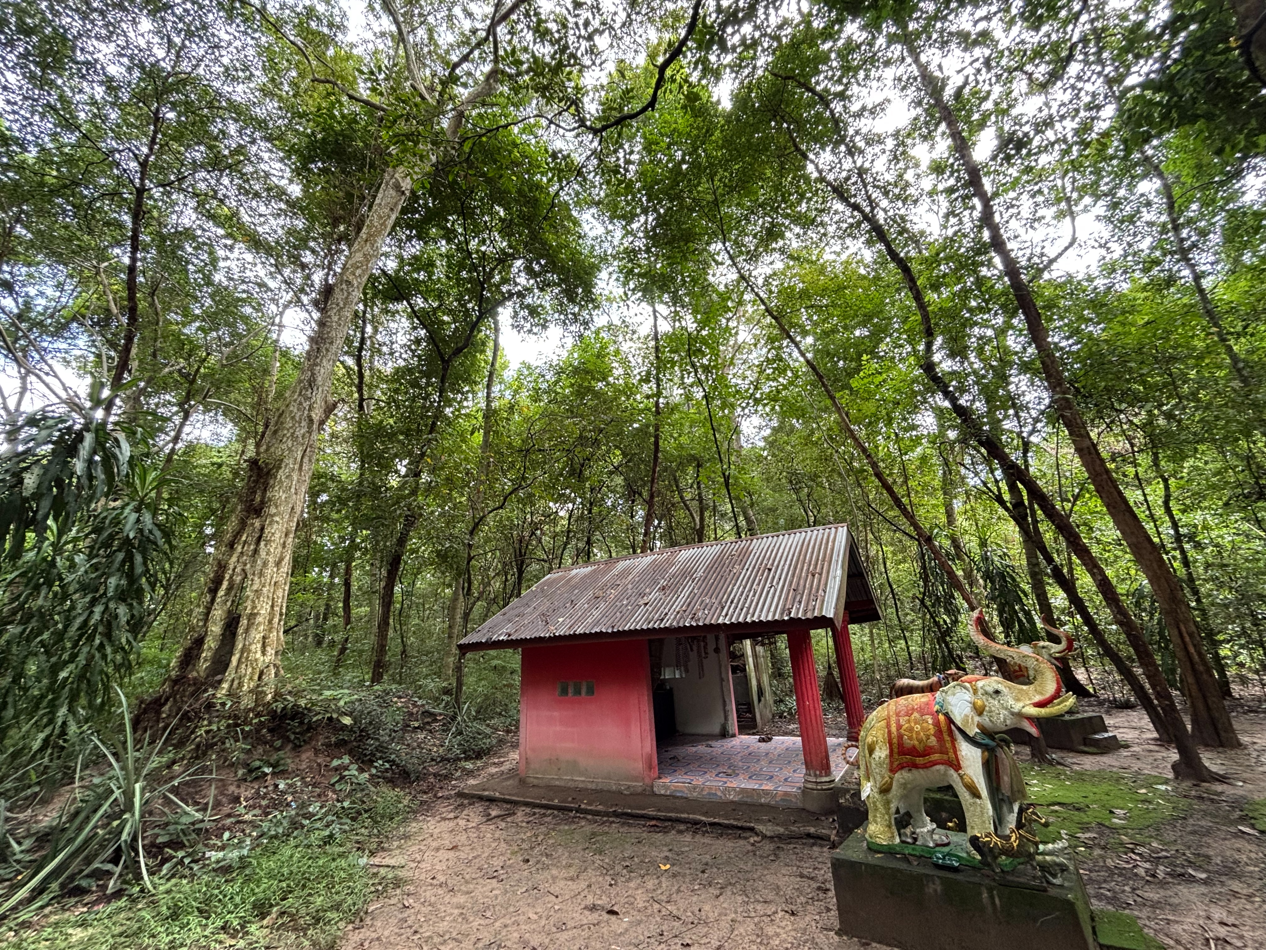 forest image