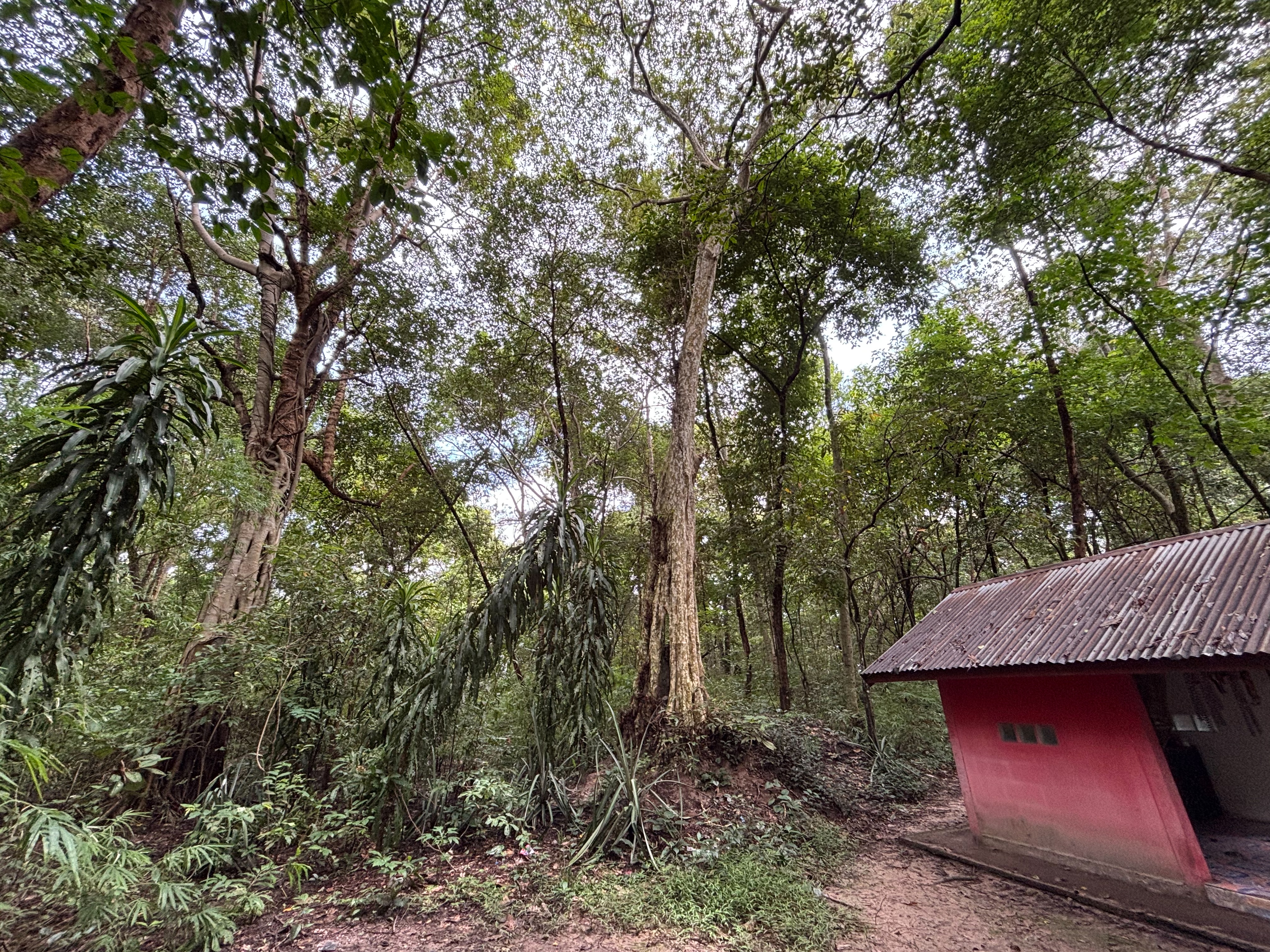 forest image