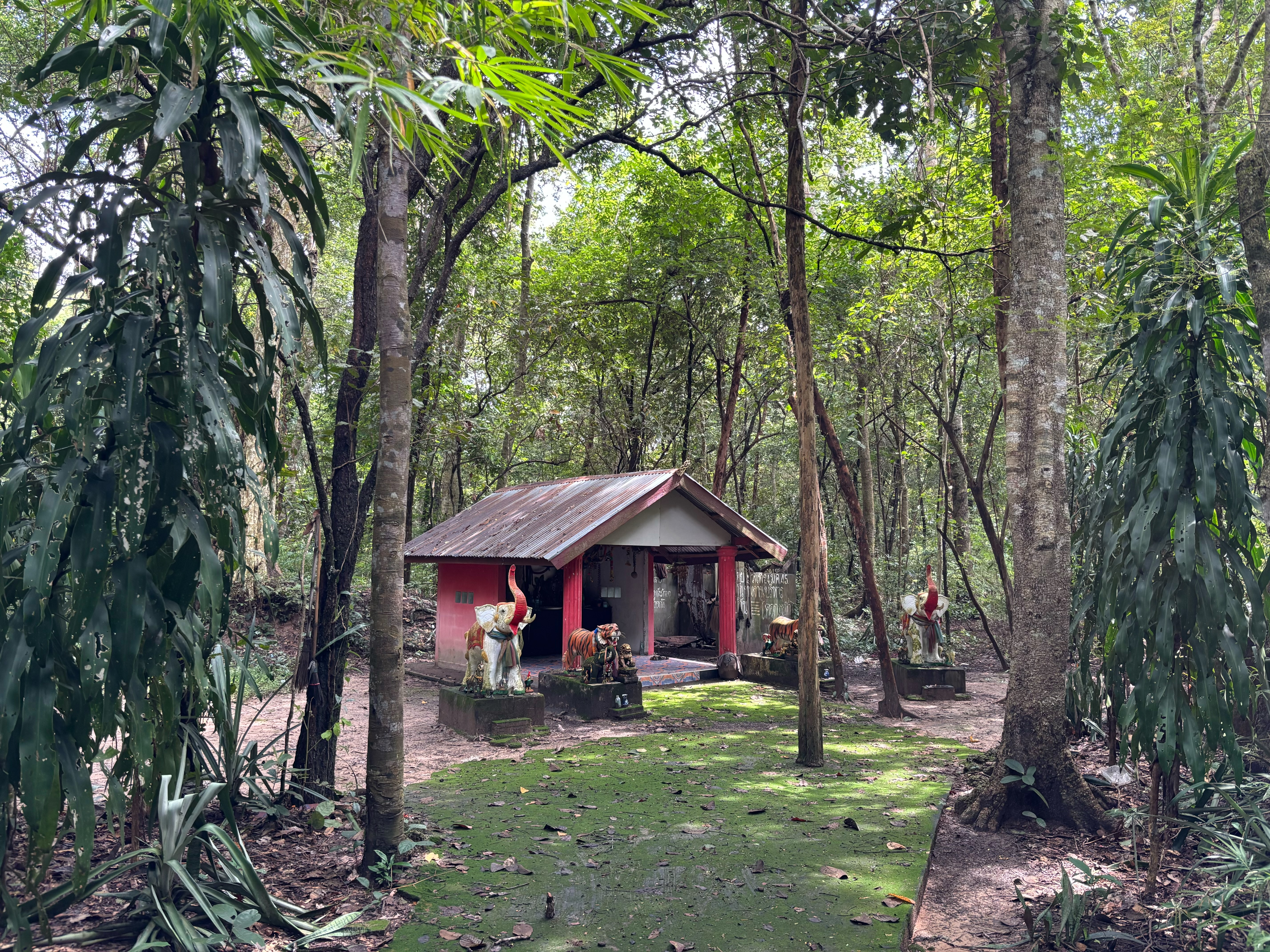forest image