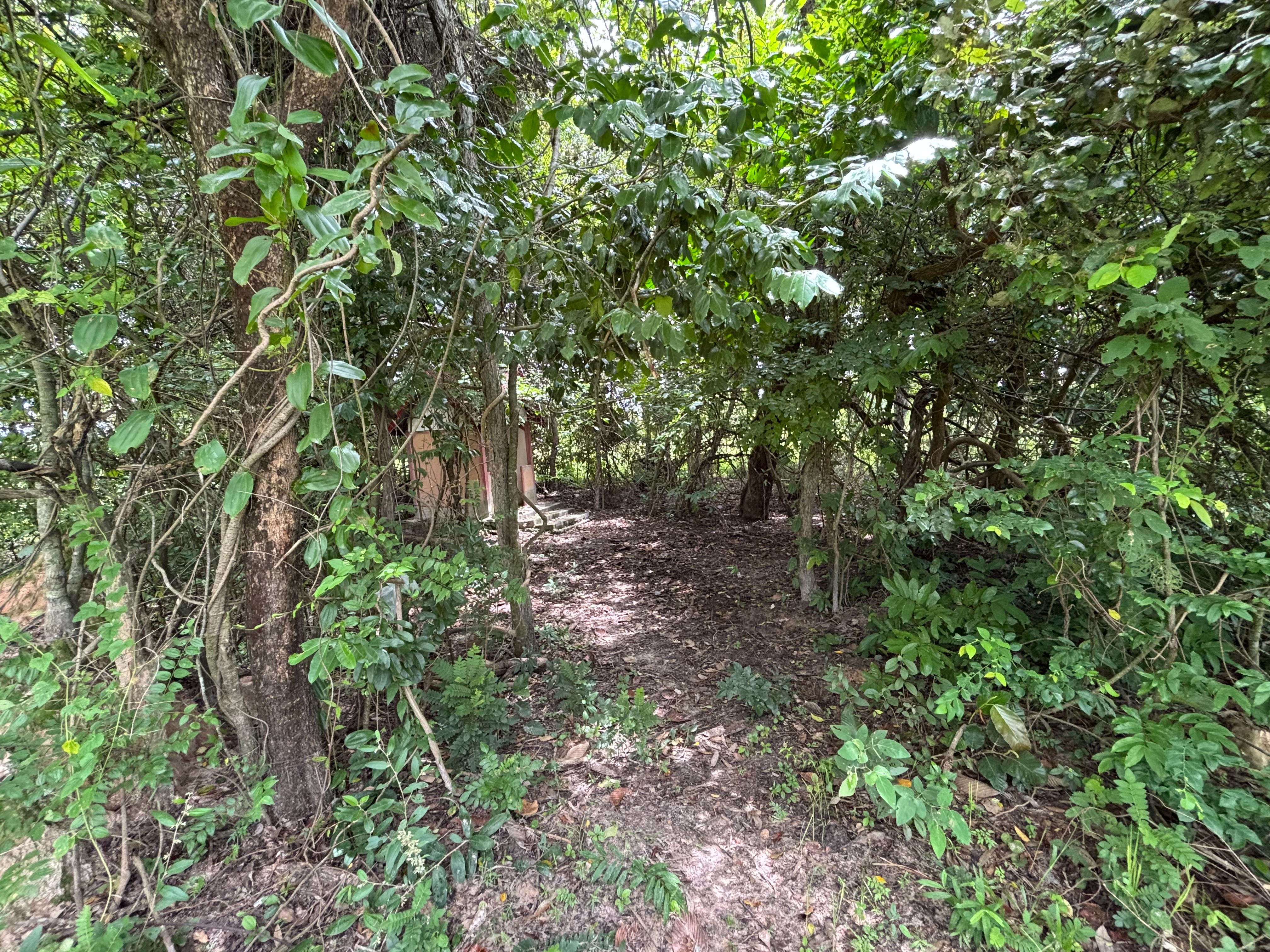 forest image