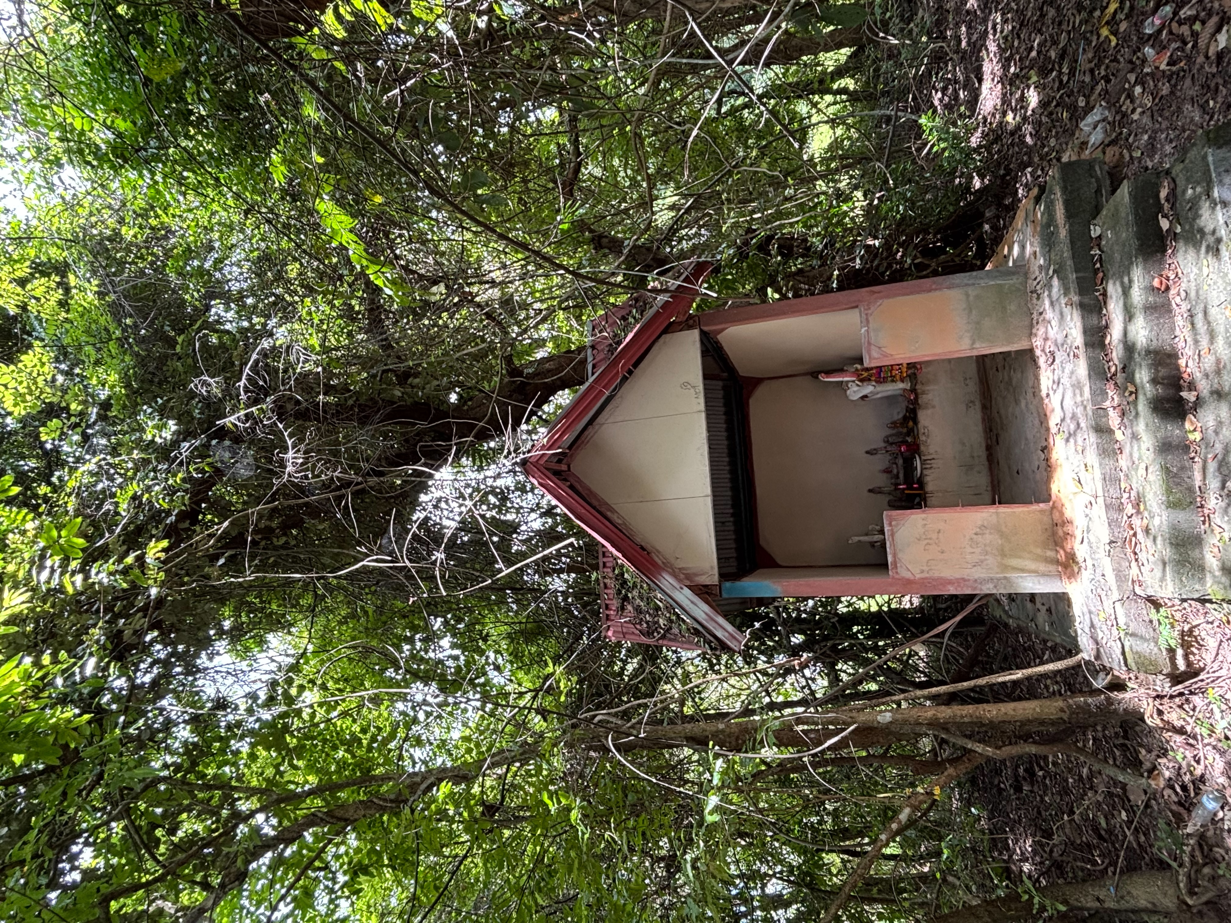 forest image