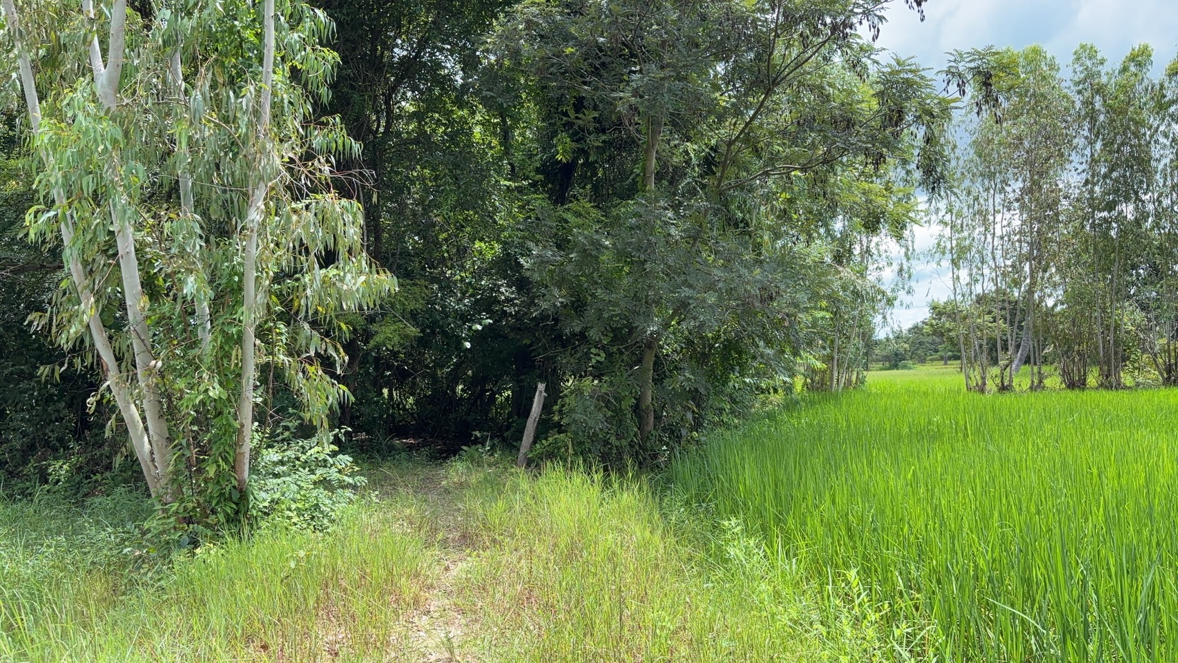 forest image
