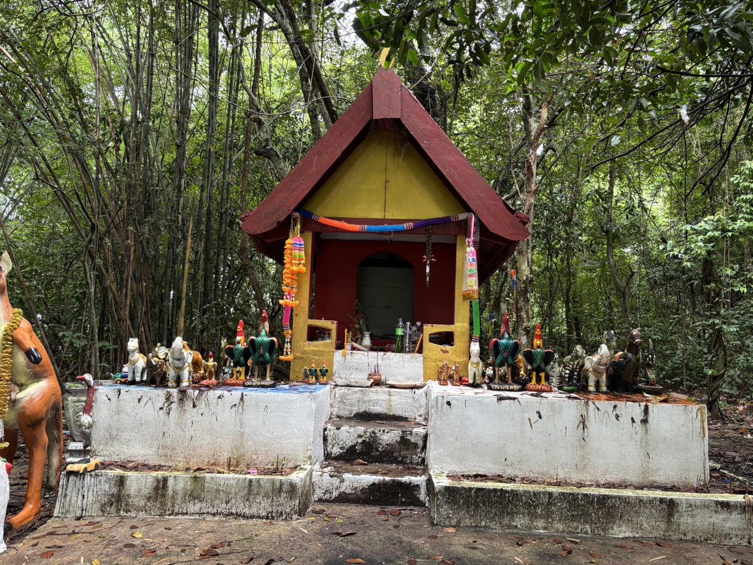 forest image