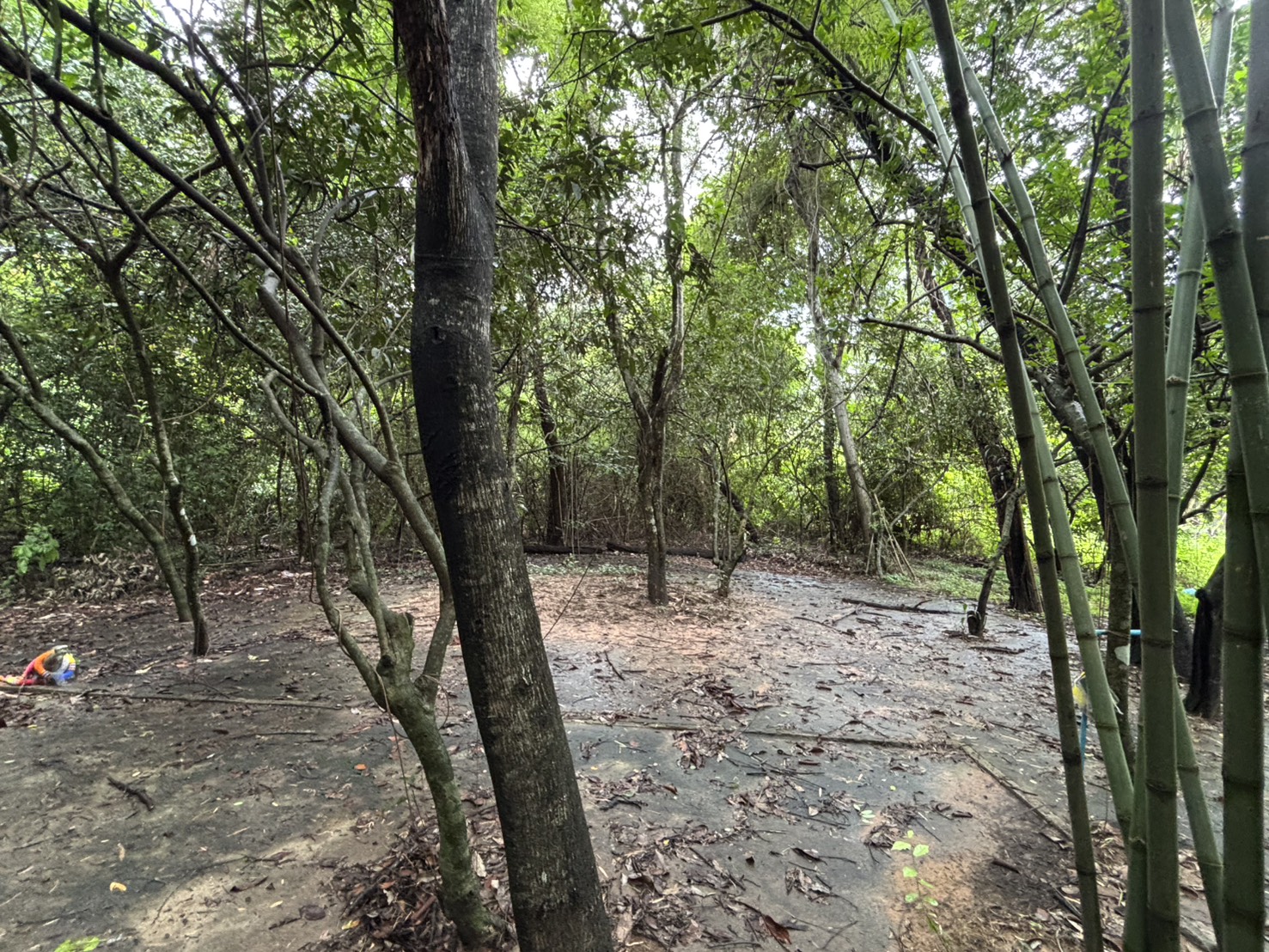 forest image
