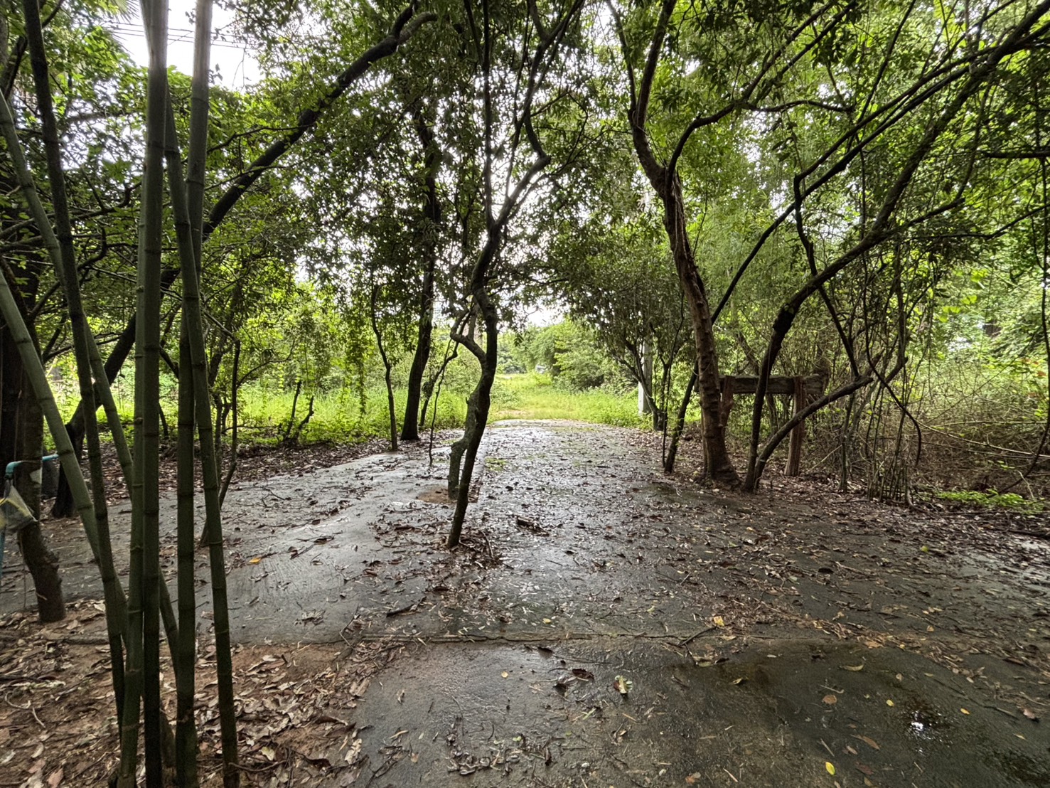 forest image