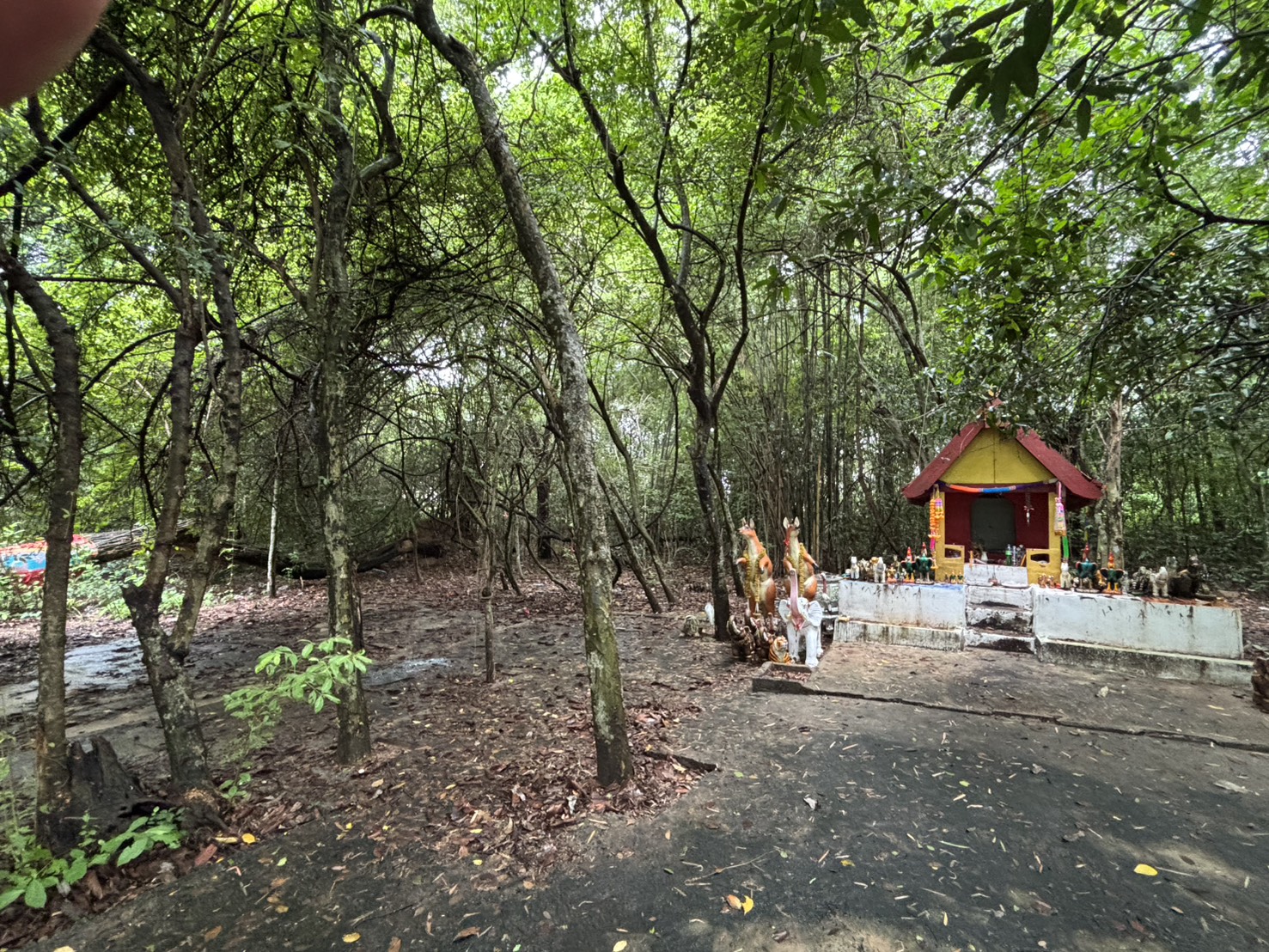 forest image