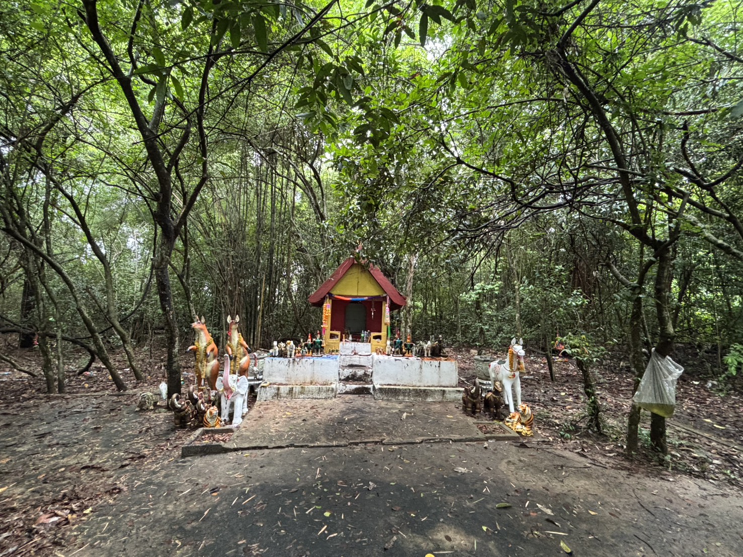 forest image