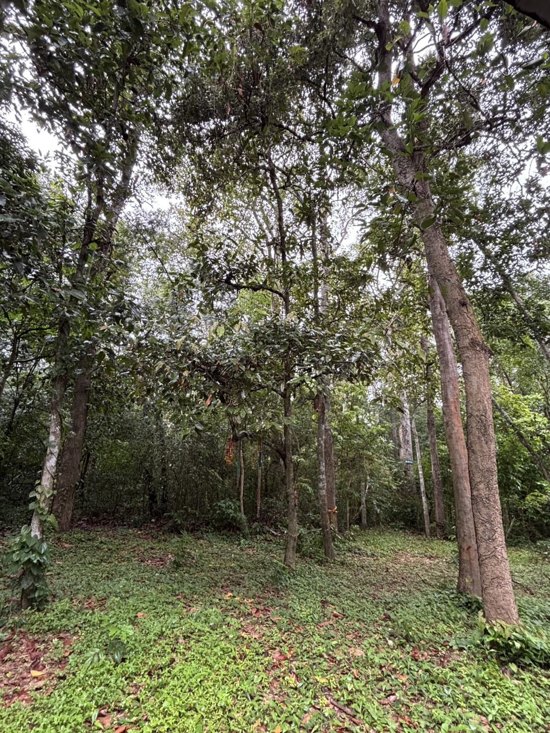 forest image