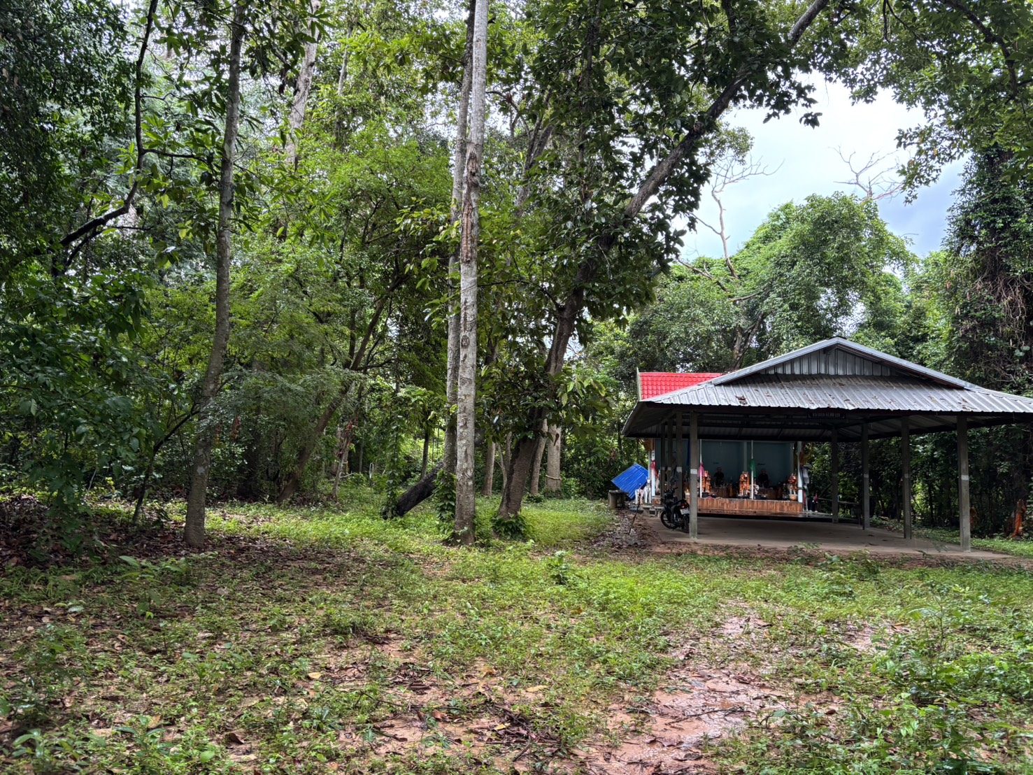 forest image