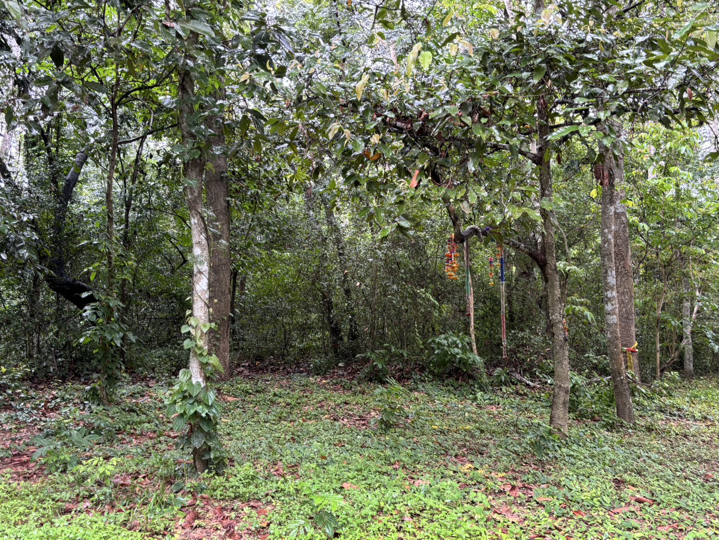 forest image