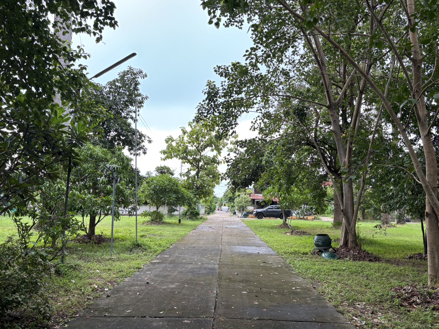 forest image