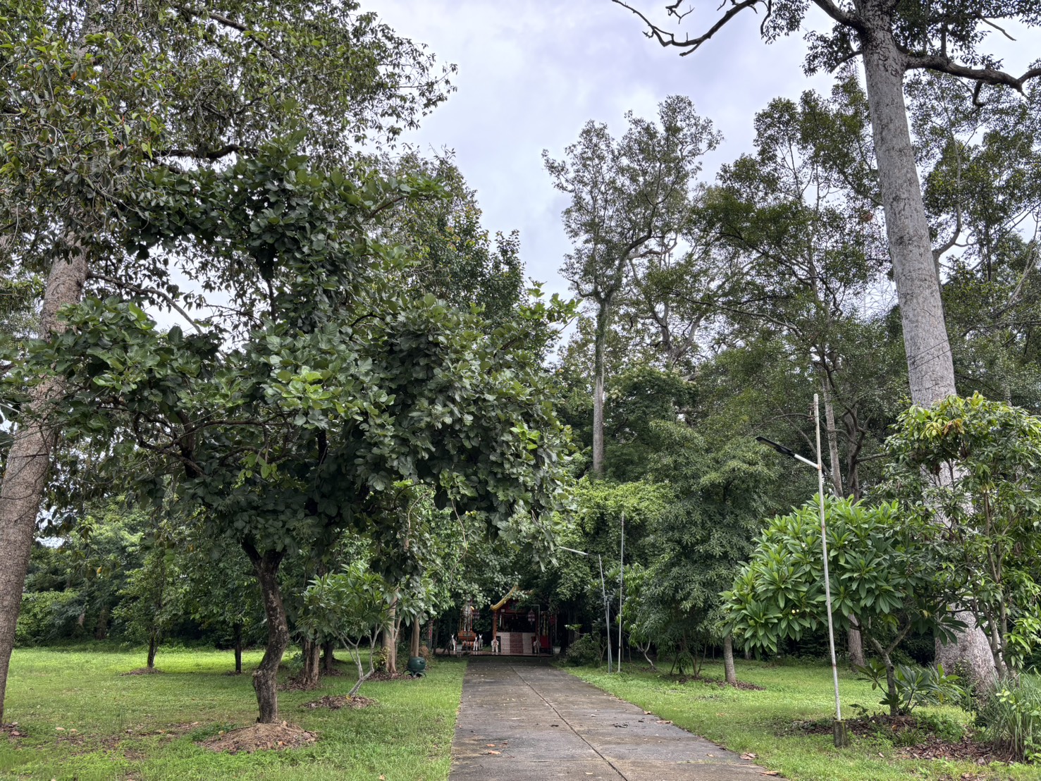 forest image