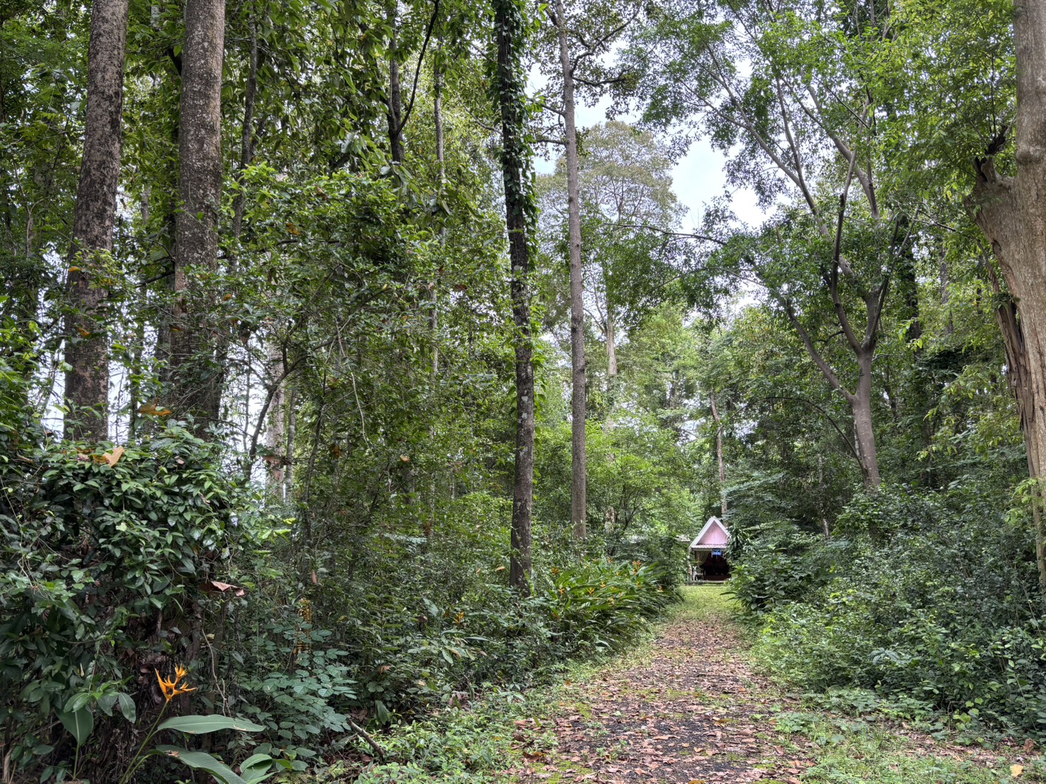 forest image
