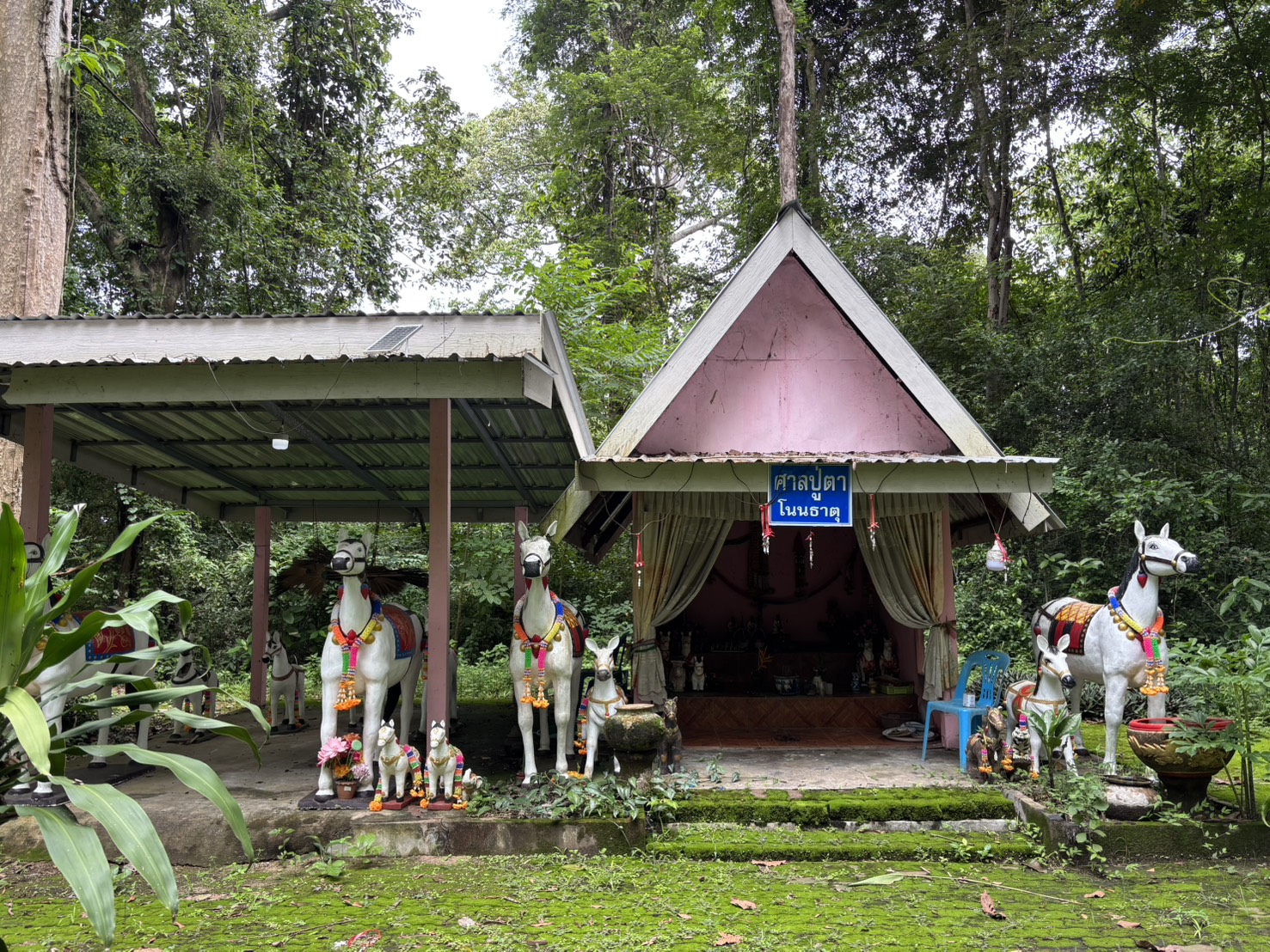 forest image