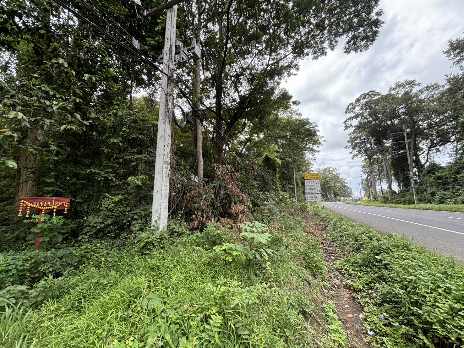 forest image