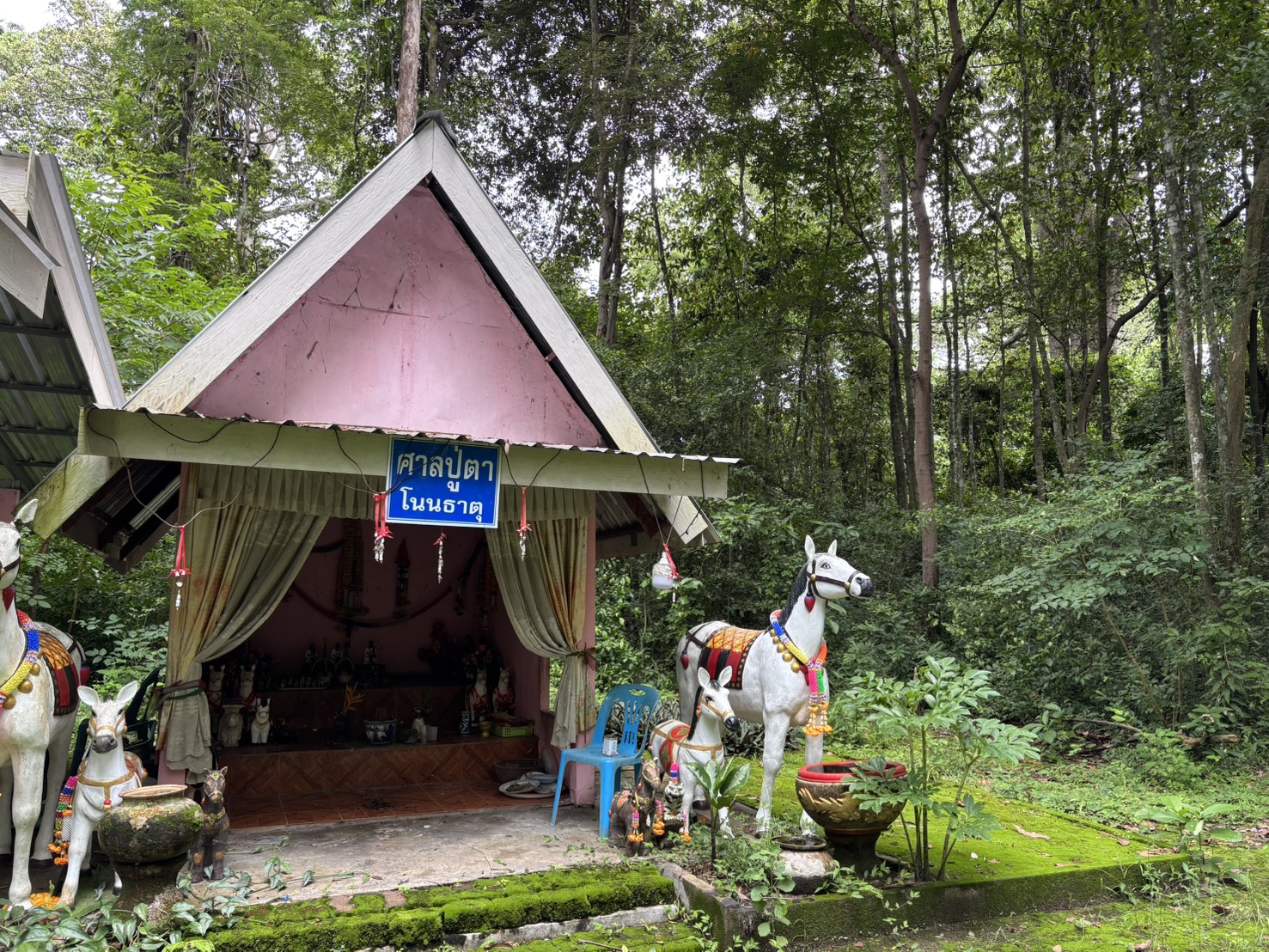 forest image