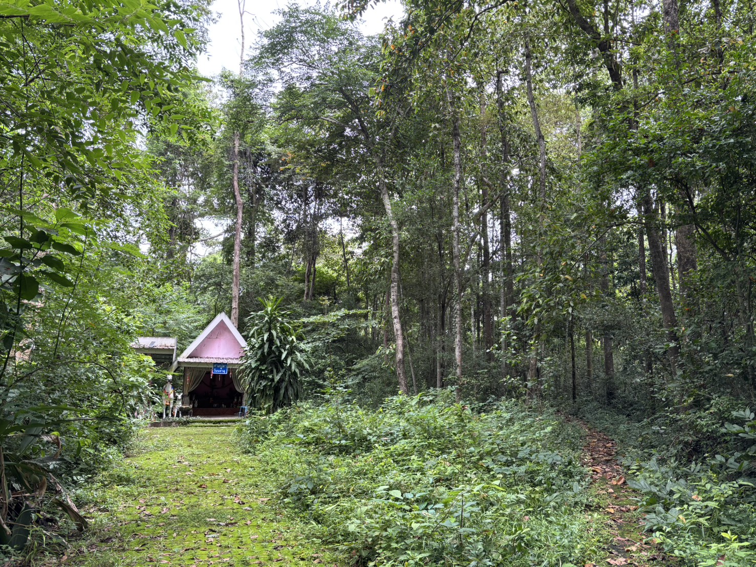 forest image