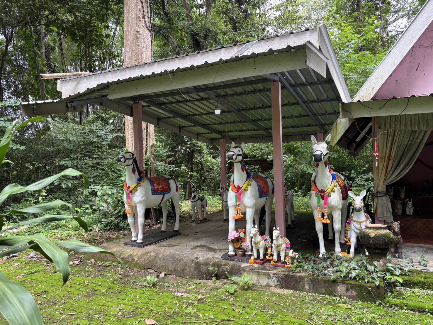 forest image