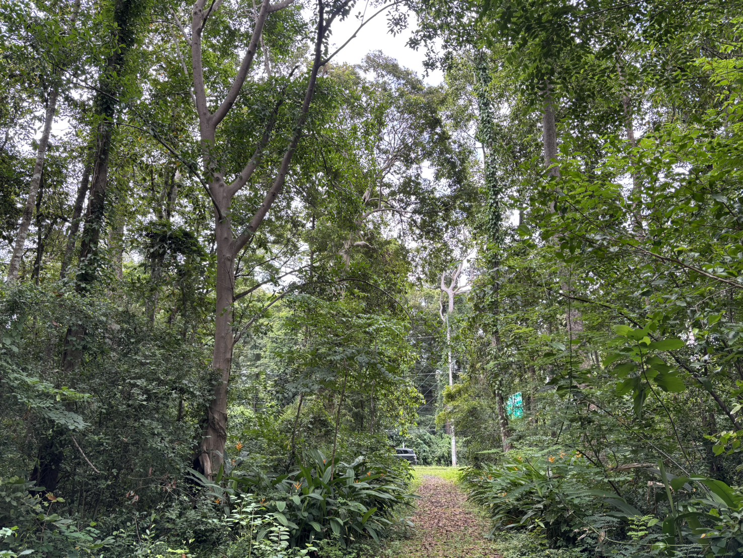 forest image